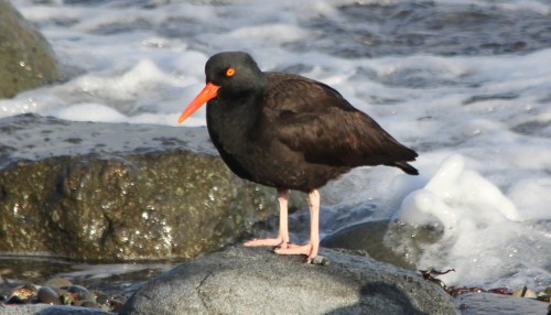 Black Oystercatcher